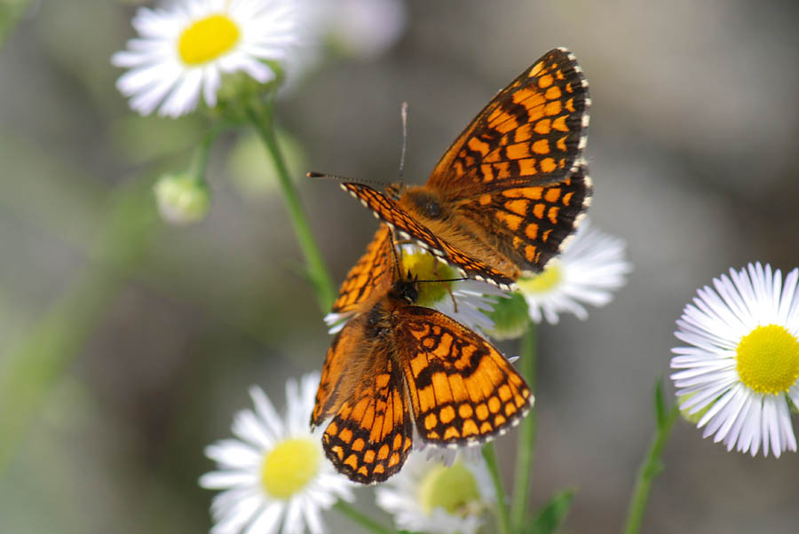 Melitaea athalia  Maschio e Femmina, da confermare